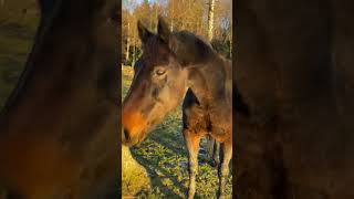 Horse gets spooked by a sheep wearing a saddle [upl. by Ynatterb]