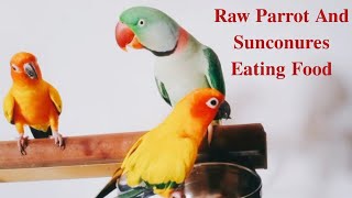 Raw Parrot and Sun Conures Eating Food  Talking Parrot parrotvlog angelthevlogerr birds parrot [upl. by Aimat]