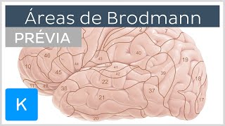 Áreas de Brodmann prévia  Anatomia Humana  Kenhub [upl. by Ihana175]