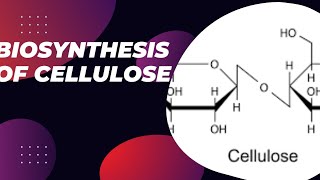 Biosynthesis of cellulose cellulose synthesis cellulose synthesis in cell membrane [upl. by Cathrine]