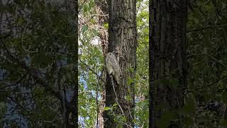 Owl vs Crow in Fish Creek Provincial Park naturewalk [upl. by Anderer]