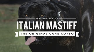 THE ORIGINAL CANE CORSO ITALIAN MASTIFF [upl. by Notlit856]