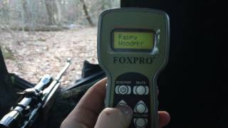 First Time Coyote Hunting With FOXPRO [upl. by Thorfinn]