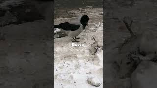 Хвостатый монстр вороны  Rooster tail monster crow crowfashion [upl. by Niehaus]