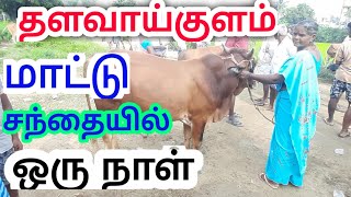 SUNDAY BIGGEST COW MARKET IN INDIA BULLS MARKET TAMILNADUTHALLAKULAM  MATTU SANTHAIமாட்டுச்சந்தை [upl. by Olecram]