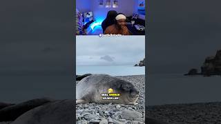 This is what a seal sneeze sound like ￼￼ [upl. by Ailemap491]