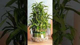 Air Purifier Plants Indoor summer terracegarden indoorplants plants youtubeshorts shorts [upl. by Areid]