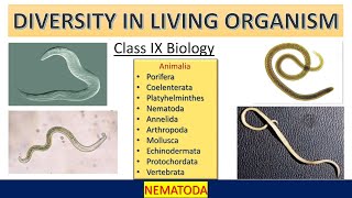 Diversity Of Living Organism  Kingdom Animalia  Nematoda  Class  9  NCERT based [upl. by Thurman122]