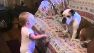 Baby Argues With Bulldog [upl. by Hanley]