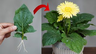 Tips For Planting Gerbera Leaves 100 Success [upl. by Ytak]