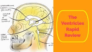 The Ventricles Rapid Review [upl. by Bordie631]