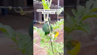 Watermelon Growing On A Trellising Vine watermelon fruitshorts fruits gardening youtubeshorts [upl. by Daraj]