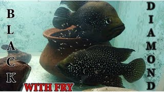 Black Diamond breeding pair with fry  HD [upl. by Berny]