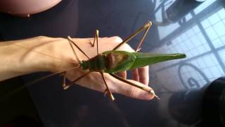 Macrolyristes malaysian giant katydid [upl. by Aihsiym]