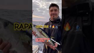 ASÍ LLORAN LOS CARRETES EN RAPANUI 🔥🎣🗿 pesca fishing fish rapanui tuna atun [upl. by East842]