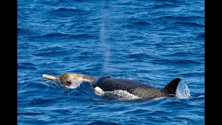 Beaked Whale Pursuit by the Bremer Canyon Orcas [upl. by Wenonah]