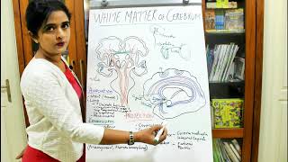 NEUROANATOMYAN INTRODUCTION TO THE WHITE MATTER OF CEREBRUMPART1DR ROSE JOSE MD [upl. by Marsh594]