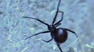 Black Widow Spider Close up [upl. by Berglund]