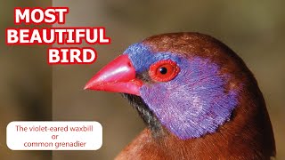 Violeteared waxbill or common grenadier Granatina granatina [upl. by Anwahsat]