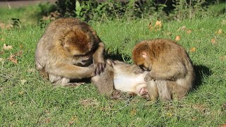 These Monkeys Groom Each Other Constantly │ Woburn Safari Park [upl. by Eeslehc]