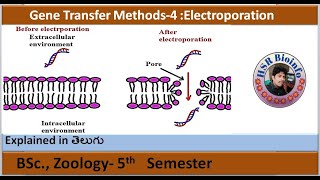 Gene Transfer Methods4 Electroporation  BSc Zoology  HSR Bioinfo [upl. by Hepsibah]