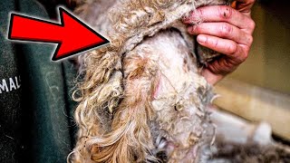 MOST matted dog  EMERGENCY RESCUE [upl. by Sinnylg]