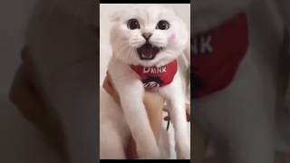 Funny cat Coffin dance song cover part 429 feedshorts cat funny tranding funnycats [upl. by Saretta296]