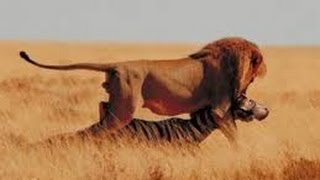 Leones Salvajes Cazando en Africa  Documentales National Geographic [upl. by Neelhtac]