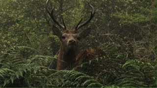 Bush Stags Of The Whirinaki Roar [upl. by Evoy]