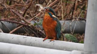 Kingfisher Tackling a Bullfish [upl. by Lletniuq939]