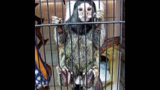 Marmoset monkeys in a pet store in Osaka [upl. by Cecelia]