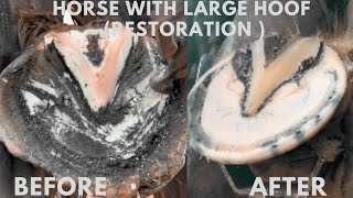 Shire Horse Complete restoration Shire Horse Restoration Compilation shirehorse huge massivehoof [upl. by Intyrb]