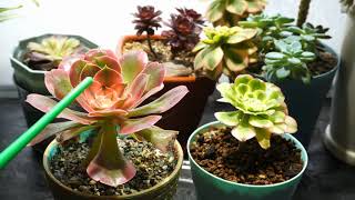 How to help Aeonium New Branches Grow Faster aeonium plantcare succulents [upl. by Oiliruam]