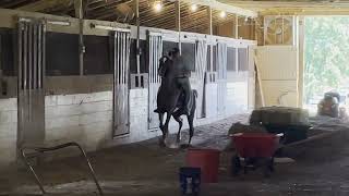 Mavericks OTD and Bill Bobo August 2022 Two Year Old Stallion  Tennessee Walking Horse [upl. by Niletac]