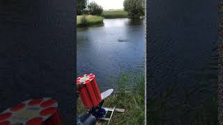 Moorhen at Dutch GP 2018 [upl. by Rawlinson]