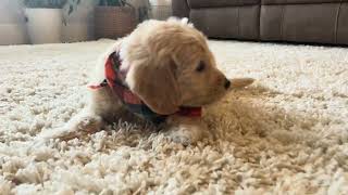 Gage UPDATE  Medium Goldendoodle  Family Bred Puppies [upl. by Livvi]