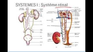 Introduction physiologie 2 [upl. by Kosse]