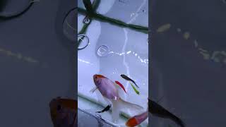 mara gold fish ki date hogayfish gol fish goldfish subscribe shoprt trending shorts [upl. by Hernando]