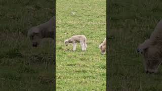 Divine Innocence sheep animals naturalsound travel farm shorts shortvideo shortsvideo [upl. by Gilburt]