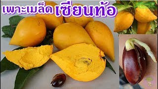 canistel fruit  วิธีเพาะเมล็ดเซียนท้อ หม่อนไข่ ไปหามาปลูก ออกลูกทั้งปี [upl. by Radman190]