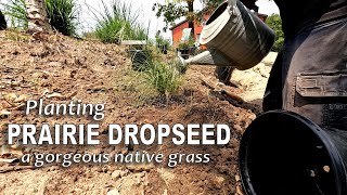 Planting Prairie Dropseed a Gorgeous Native Grass 😊 [upl. by Arbma]