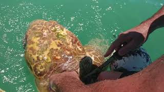 Sea turtle rescue in Islamorada Florida [upl. by Thomasa]