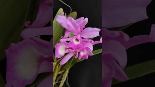 Guarianthe skinnerii Pink flowers orchid [upl. by Amuwkuhc]