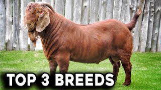 TOP 3 GOAT BREEDS IN SOUTH AFRICA  TOP 3 BREEDS [upl. by Sadowski857]