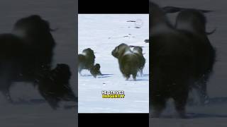 A bear causes a massacre in a herd of calves [upl. by Notsnarc]