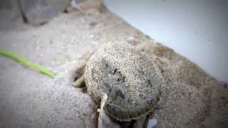 The Hatchling of Painted terrapin Batagur borneoensis [upl. by Pacian317]