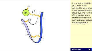 Disulfide exchange [upl. by Sisely]