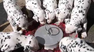 obonyas dalmatier puppies [upl. by Aiciram]