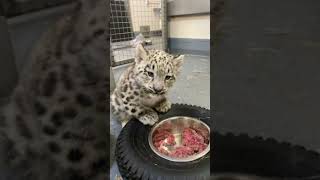 Snow Leopard Cub Update  Toronto Zoo [upl. by Ennaegroeg]