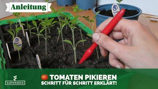 Tomaten pikieren 🍅 Schritt für Schritt erklärt So machst du es richtig [upl. by Euqnom]